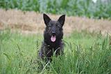 BOUVIER DES ARDENNES 346